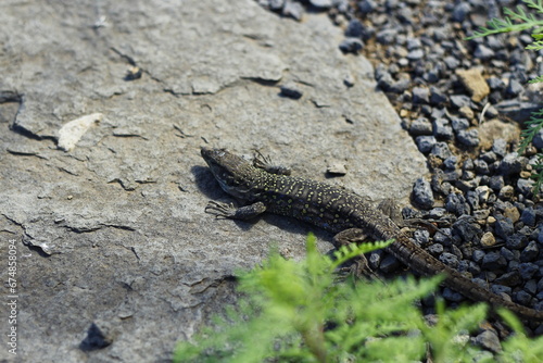 Canarian lizard