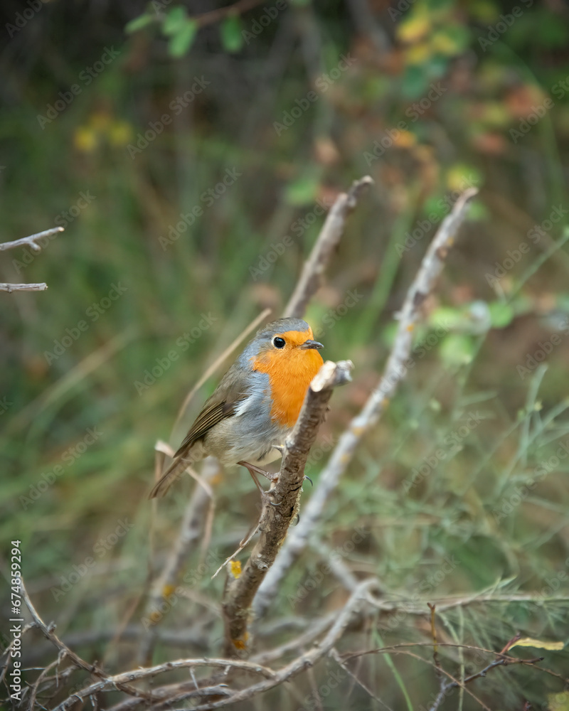 Pajaro en una Rama