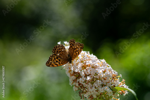 Butterfly on white lilac photo