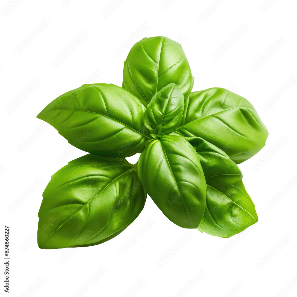 Basil Leaves on Transparent Background Basil Leaves on Transparent Background