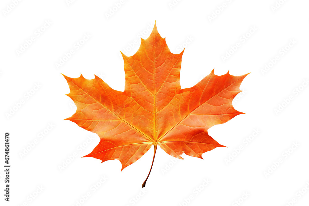 Orange leaf on transparent/white background. Orange leaf on transparent/white background.