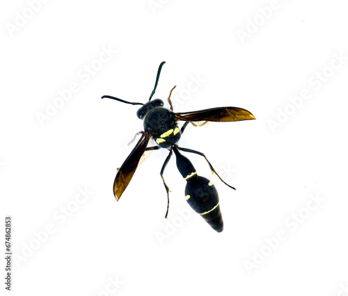 Fraternal Potter Wasp - Eumenes fraternus - builds a miniature pot out of mud in which it lays an egg and places a live caterpillar. The larva feeds on this. Isolated on white background top view photo