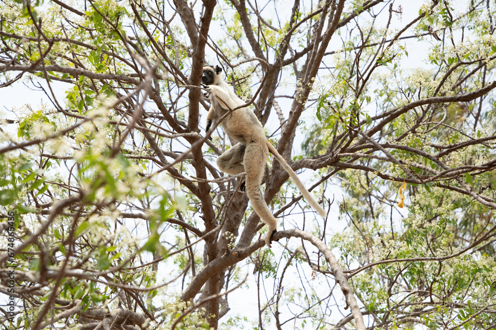 Verreaux's sifaka Madagascar. White sifaka with dark head. Verreaux's sifaka Madagascar. White sifaka with dark head.