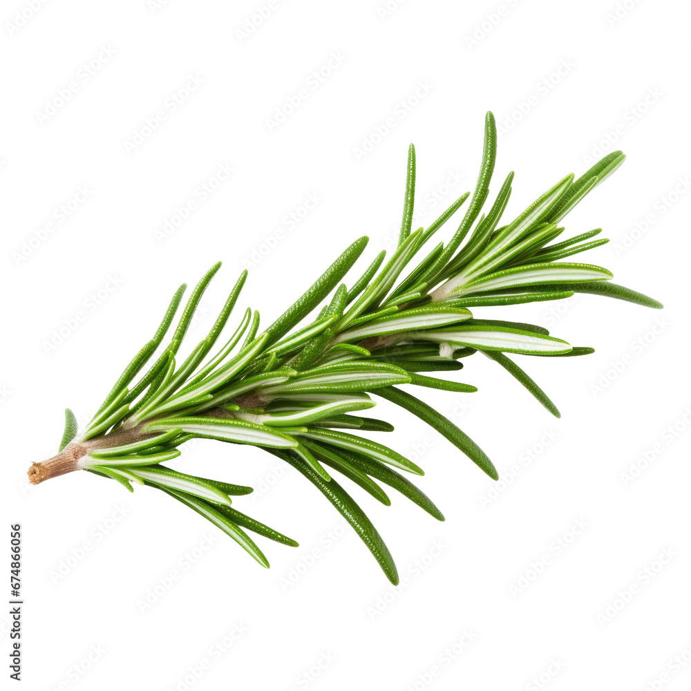 Aromatic Rosemary Sprig Isolated Aromatic Rosemary Sprig Isolated