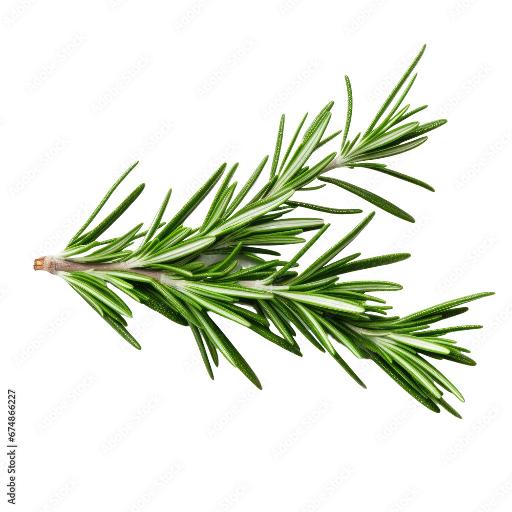 Fresh Rosemary Twig