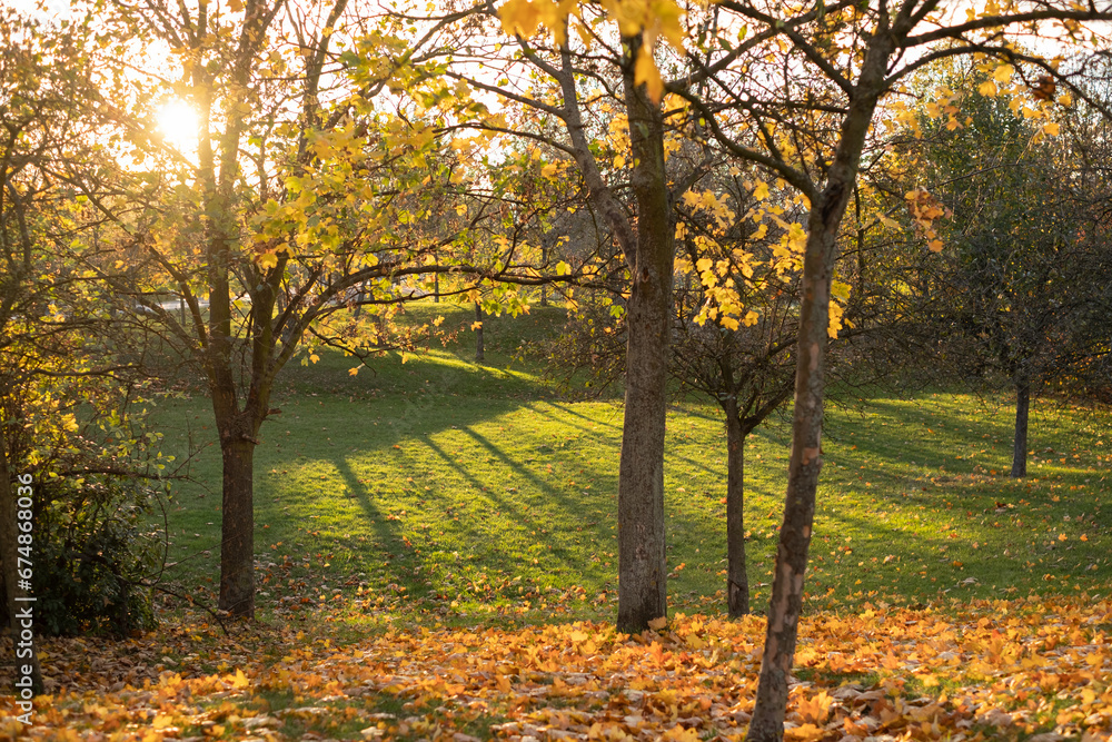 a sunny day in fall. autumn park in Prague as vibrant orange trees and fallen maple leaves create a picturesque scene during a stunning sunset a sunny day in fall. autumn park in Prague as vibrant orange trees and fallen maple leaves create a picturesque scene during a stunning sunset