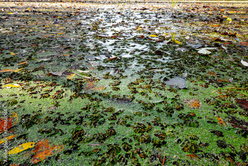 Marsh of the dead arm of the Laborec river, Slovakia Oborin photo