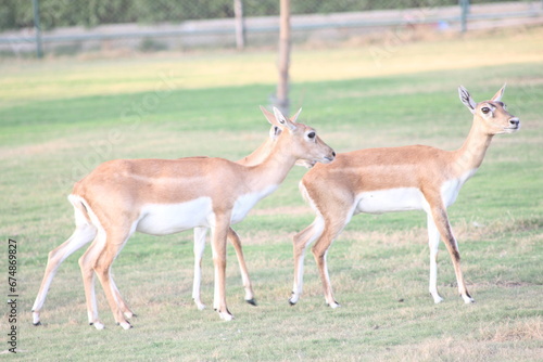 Fototapeta Naklejka Na Ścianę i Meble -  wild Deer family in the park
