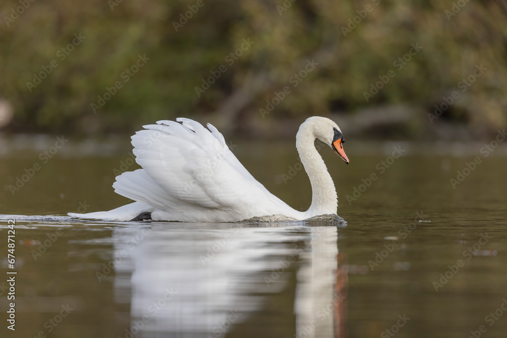Mute Swan Cygnus olor taking off from a pond in the early morning Mute Swan Cygnus olor taking off from a pond in the early morning