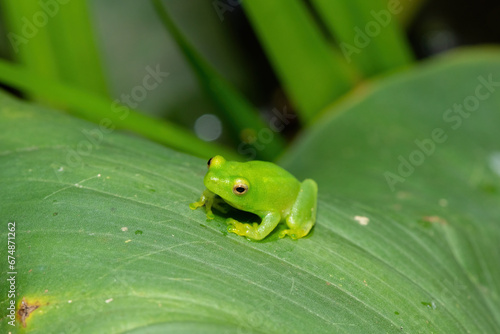 A beautiful green Water Lily Reed Frog (Hyperolius pusillus) on a large green leaf above a small pond 