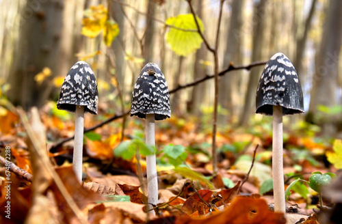 Black white mushrooms Coprinopsis picacea, ( magpie mushroom, magpie fungus, magpie inkcap fungus ) in autumnal yellow forest in autumn