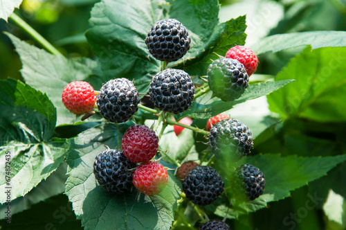 ripe blackberries in the garden. dark sweet berries in the forest. the concept of growing blackberries. raspberry cumberland on a plantation 