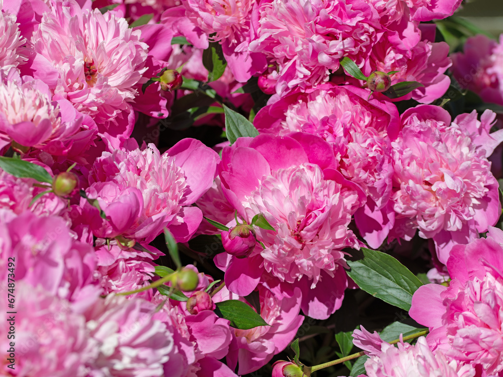 Blühende rosa Pfingstrosen, Paeonia, im Garten Blühende rosa Pfingstrosen, Paeonia, im Garten