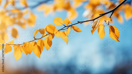 Fresh yellow fall tree foliage on blue sky bokeh background, banner