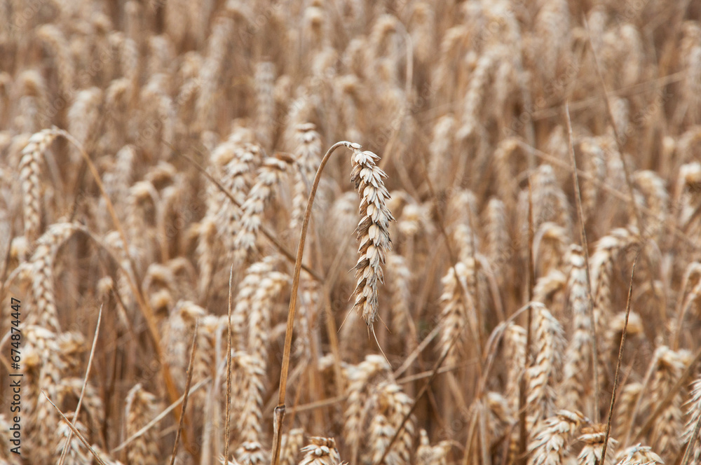 Fototapeta premium many ripe ears of corn in a wheat field. the concept of a good harvest of bread