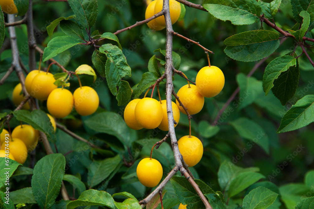 yellow ripe organic plums on the green tree in the garden. juicy sweet cherry plum in the summer garden	