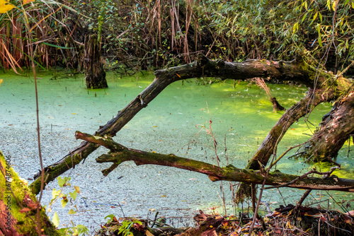 Marsh of the dead arm of the Laborec river, Slovakia Oborin