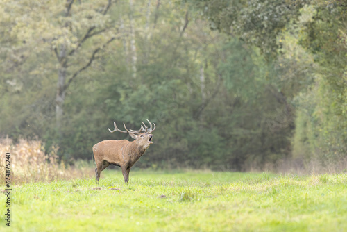 Stag Cervus elaphus in a European forest © denis