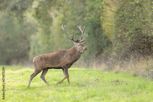 Stag Cervus elaphus in a European forest