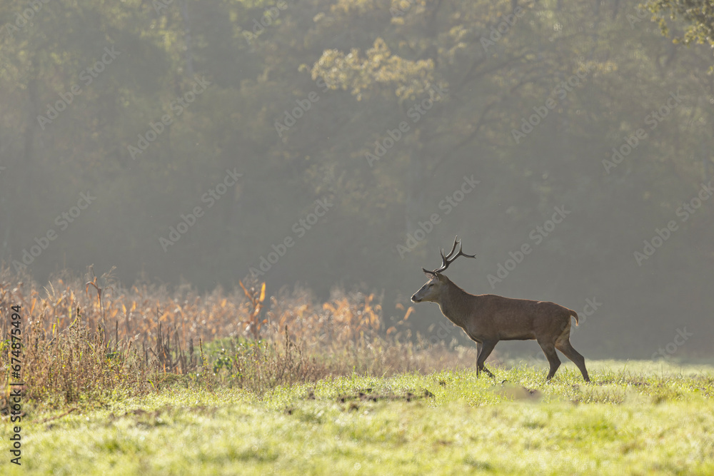 Obraz premium Stag Cervus elaphus in a European forest
