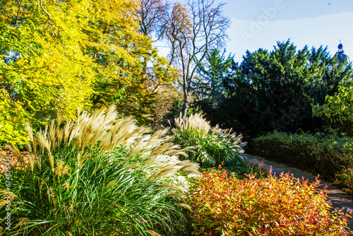 Pampass grass and other plants (larch tree) with autumn leaf color in Hamburg