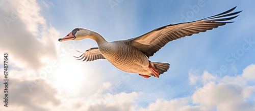 A goose flying wiht a blue sky in the background photo