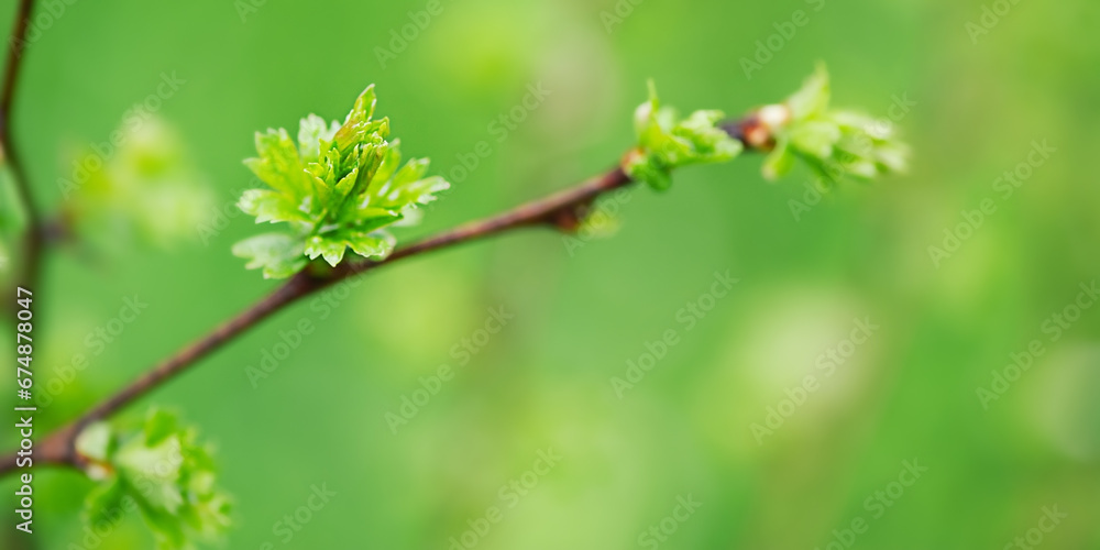 Spring young twig with leaves. Bright green macro photo with fine focal part and bokeh. Spring young twig with leaves. Bright green macro photo with fine focal part and bokeh.