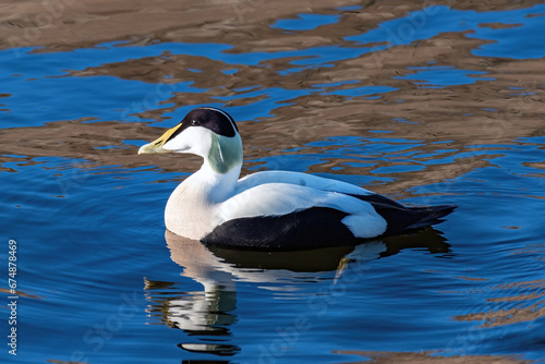 Foto The Common Eider