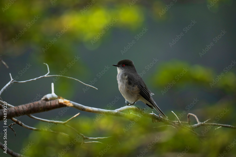 Fototapeta premium Little bird with red eyes perched on a branch