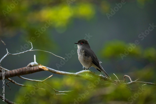 Little bird with red eyes perched on a branch