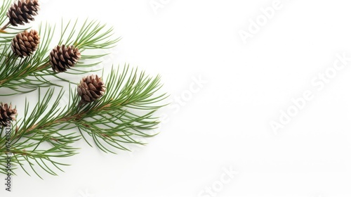 a fir branch with cones against a clean white background, the natural beauty of the fir branch and the texture of the cones in a minimalist setting.