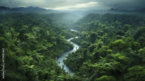 Aerial view of a lush rainforest