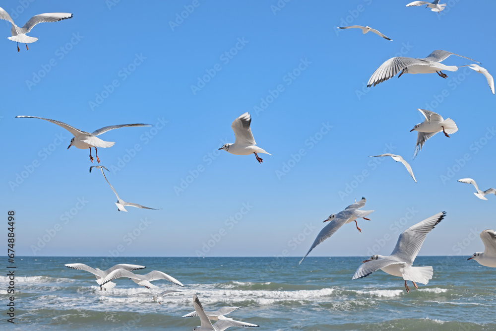 Seagulls soaring over the sea, waves crashing on the shore, blue sky, clear sunny day