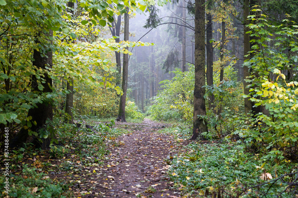 Autumn scenery of woodland path in the morning. Cloudy foggy weather in the forest, hiking in woodland.