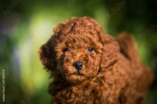 Poodle babies in kennel. miniature poodle puppy.. Dwarf poodle 