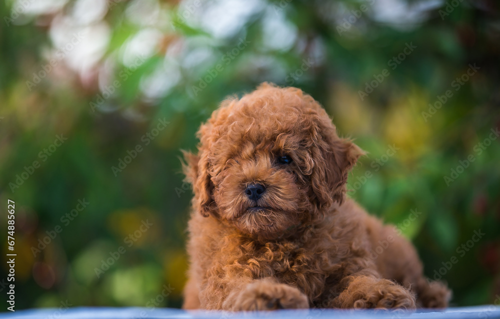 Poodle babies in kennel. miniature poodle puppy.. Dwarf poodle Poodle babies in kennel. miniature poodle puppy.. Dwarf poodle