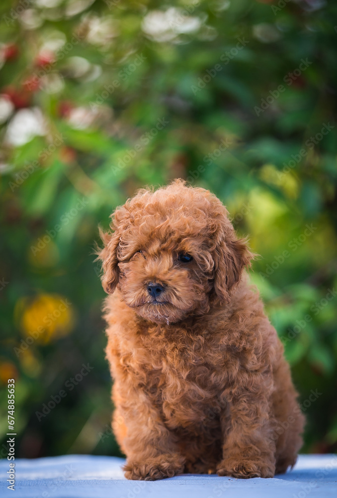 Poodle babies in kennel. miniature poodle puppy.. Dwarf poodle Poodle babies in kennel. miniature poodle puppy.. Dwarf poodle