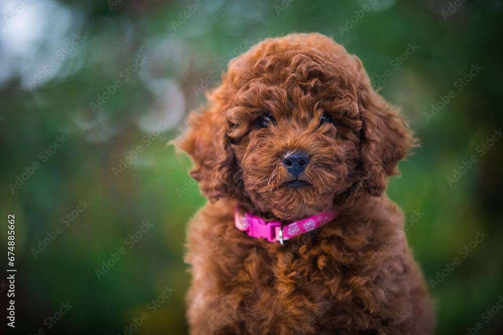 Poodle babies in kennel. miniature poodle puppy.. Dwarf poodle Poodle babies in kennel. miniature poodle puppy.. Dwarf poodle