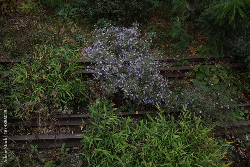flowers on train tracks 