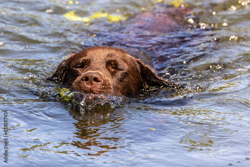 Labrador retriever, Canis lupus familiaris swimming in a lake. Healthy chocolate brown labrador retriever photo