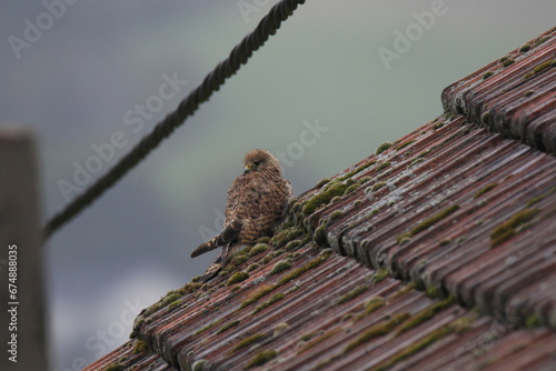 Turmfalke (Falco tinnunculus) photo