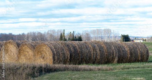 Round straw bales piled in a row at the edge of a field