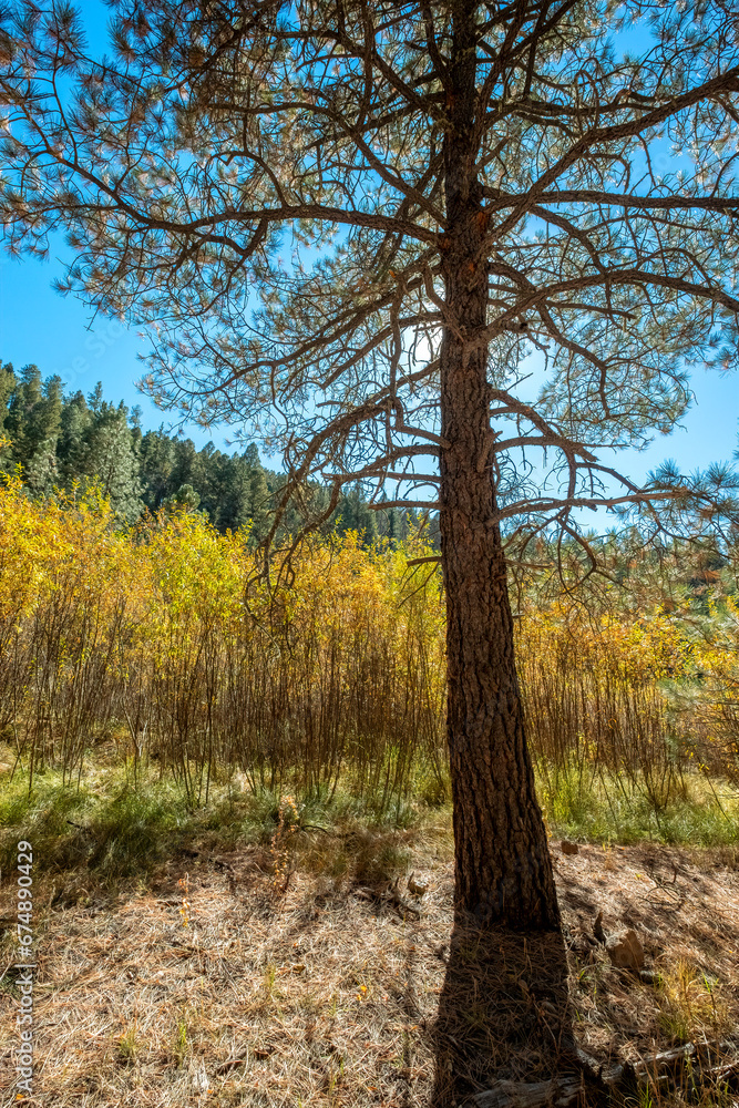 Lone Pine Tree, Jemez East River Slot Canyon Trail, New Mexico Lone Pine Tree, Jemez East River Slot Canyon Trail, New Mexico