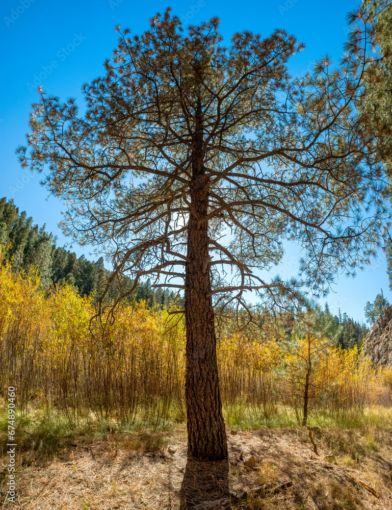 Fototapeta premium Jemez East River Slot Canyon Trail, New Mexico