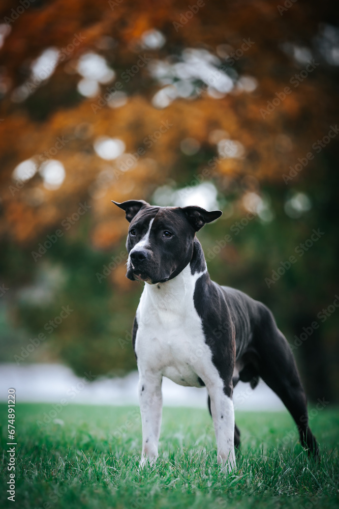 American staffordshire terrier dog posing outside. amstaff in beautiful colorful autumn American staffordshire terrier dog posing outside. amstaff in beautiful colorful autumn