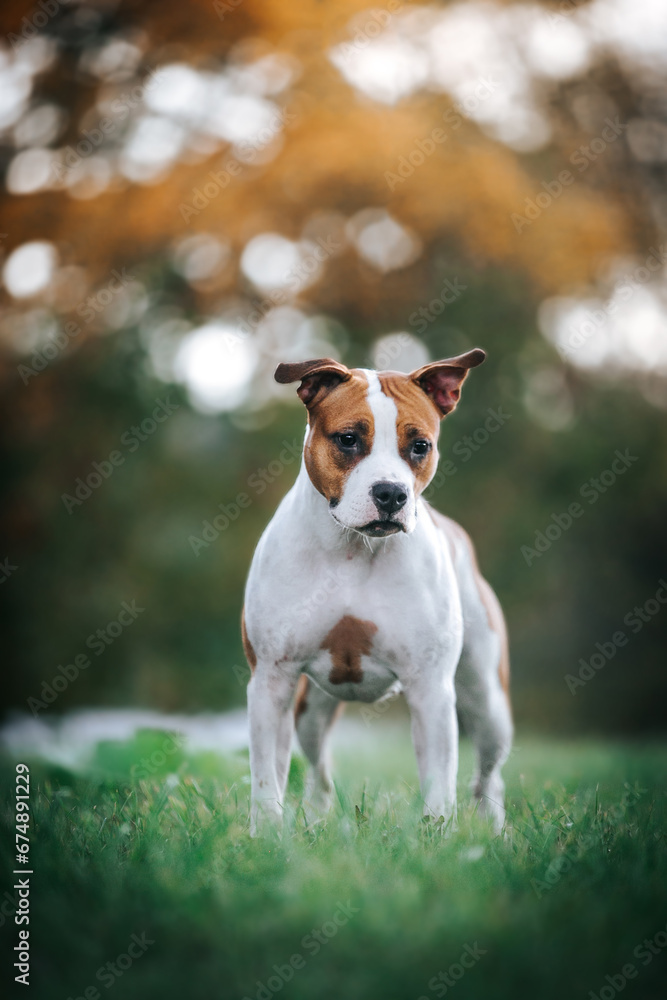 American staffordshire terrier dog posing outside. amstaff in beautiful colorful autumn