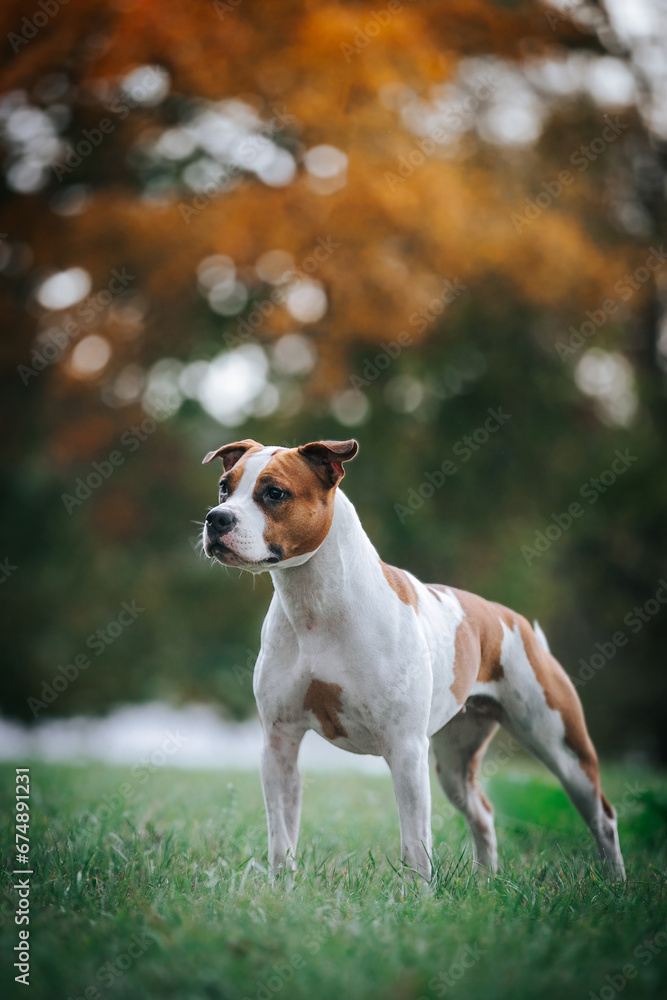 American staffordshire terrier dog posing outside. amstaff in beautiful colorful autumn