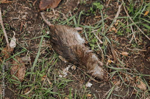 A dead, killed rat with its head torn off lies on the ground in nature in the forest. Close-up photograph of the animal. © shchus