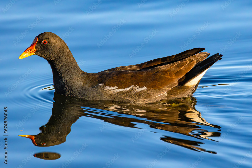 Common moorhen (Gallinula chloropus), also known as the waterhen or swamp chicken. South Poland. Selective focus on bird's eye