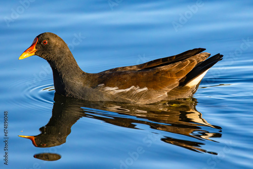 Obraz na płótnie Common moorhen (Gallinula chloropus), also known as the waterhen or swamp chicken. South Poland. Selective focus on bird's eye w salonie